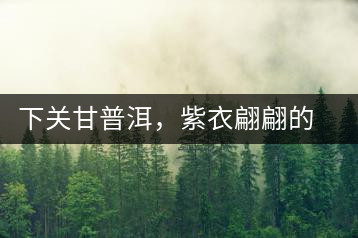 下關(guān)甘普洱，紫衣翩翩的綺麗小餅