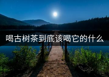 喝古樹茶到底該喝它的什么？