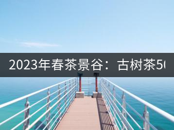 2023年春茶景谷：古樹茶500-600元／公斤，紫芽茶300-480元／公斤，白芽茶1200-2000元／公斤。