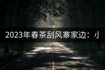 2023年春茶刮風(fēng)寨家邊：小樹(shù)400-500，古樹(shù)1000-1600元／公斤