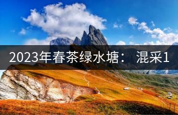 2023年春茶綠水塘： 混采11000-12000元／公斤，挑采14000元／公斤