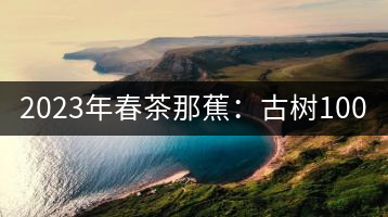 2023年春茶那蕉：古樹(shù)1000-1500元／公斤，中樹(shù)600-800元／公斤