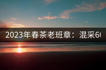 2023年春茶老班章：混采6000-8000元／公斤，挑采：12000元／公斤
