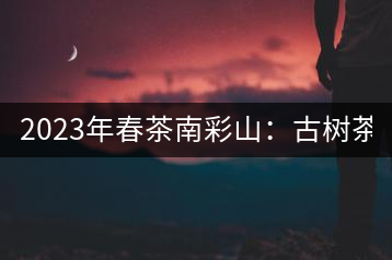 2023年春茶南彩山：古樹茶2000-2200元／公斤，大樹混采1200-1500元／公斤。