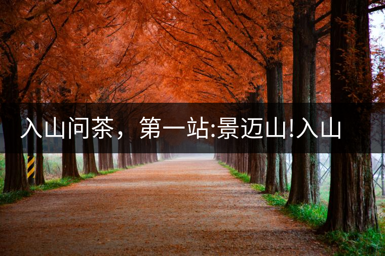 入山問(wèn)茶，第一站:景邁山!入山問(wèn)茶，第一站：景邁山！