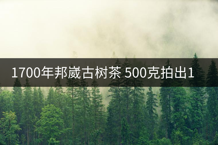 1700年邦崴古樹(shù)茶 500克拍出18萬(wàn)元天價(jià) 1700年邦崴古樹(shù)茶 500克拍出18萬(wàn)元天價(jià)