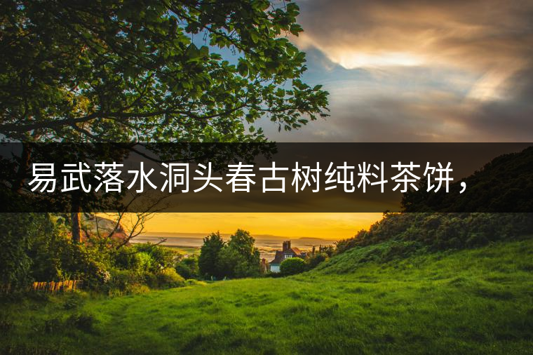 易武落水洞頭春古樹純料茶餅，實現(xiàn)原料和工藝的兩優(yōu)結(jié)合