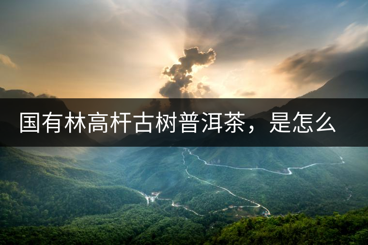 國有林高桿古樹普洱茶，是怎么回事?國有林高桿古樹普洱茶，是怎么回事？
