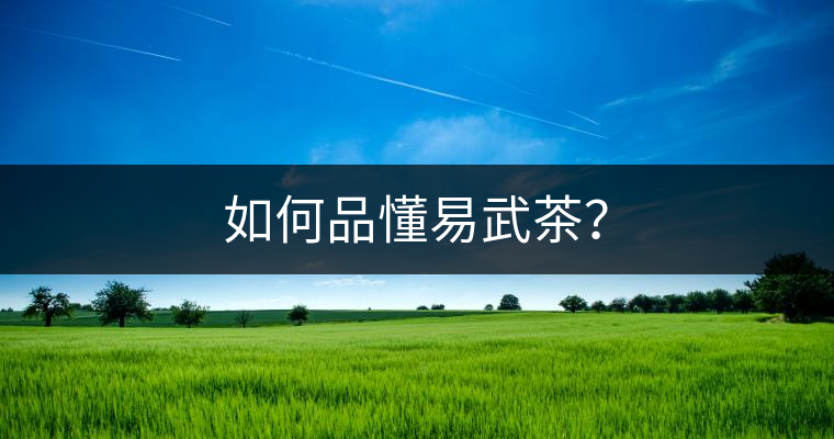 如何品懂易武茶？