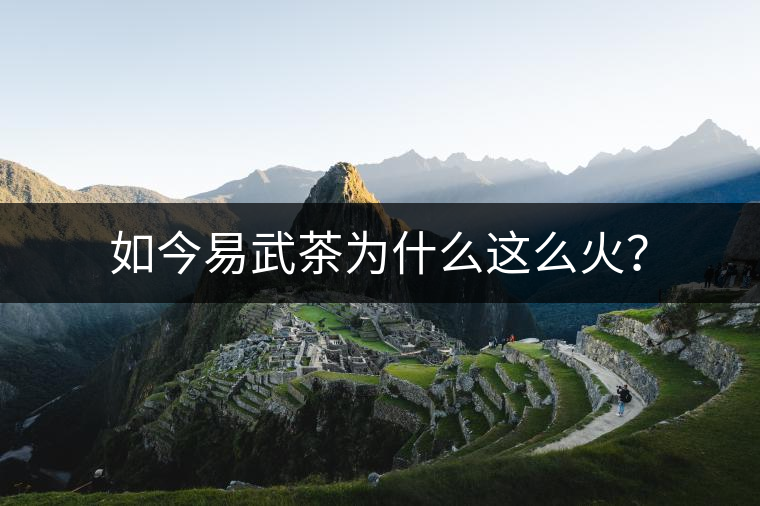 如今易武茶為什么這么火？