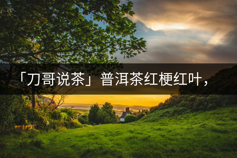 「刀哥說茶」普洱茶紅梗紅葉，這鍋誰來背？