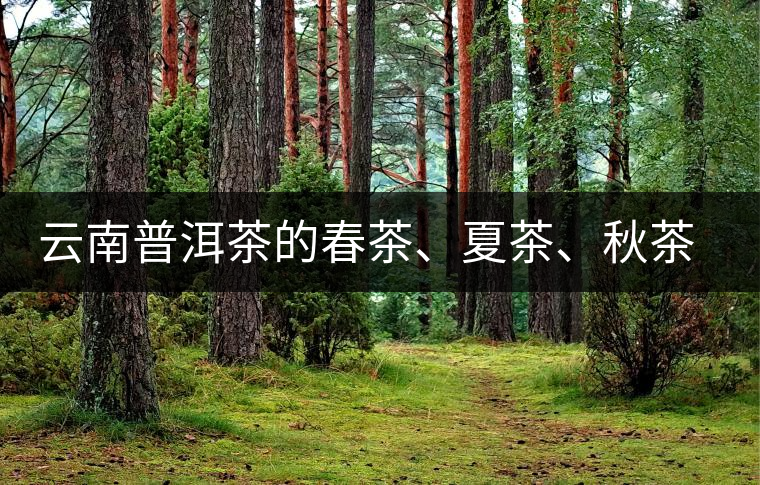 云南普洱茶的春茶、夏茶、秋茶的采摘時(shí)間及其特點(diǎn)
