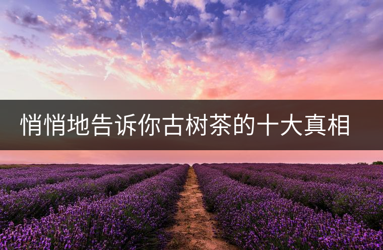 悄悄地告訴你古樹茶的十大真相，就不怕交學(xué)費(fèi)了
