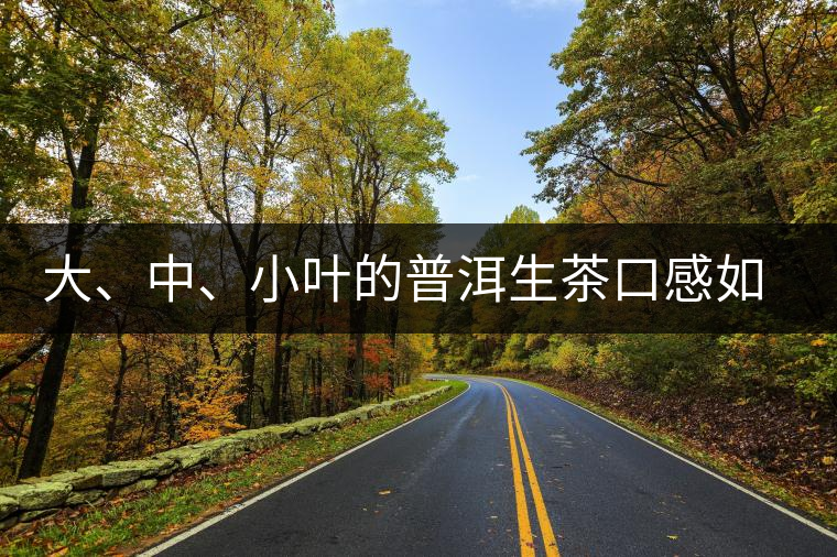 大、中、小葉的普洱生茶口感如何辨別？