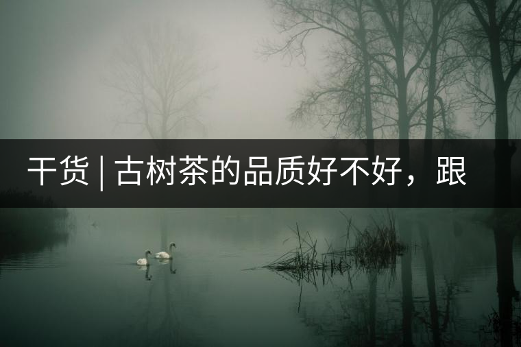 干貨 | 古樹茶的品質(zhì)好不好，跟耐泡度真的有關(guān)聯(lián)嗎？