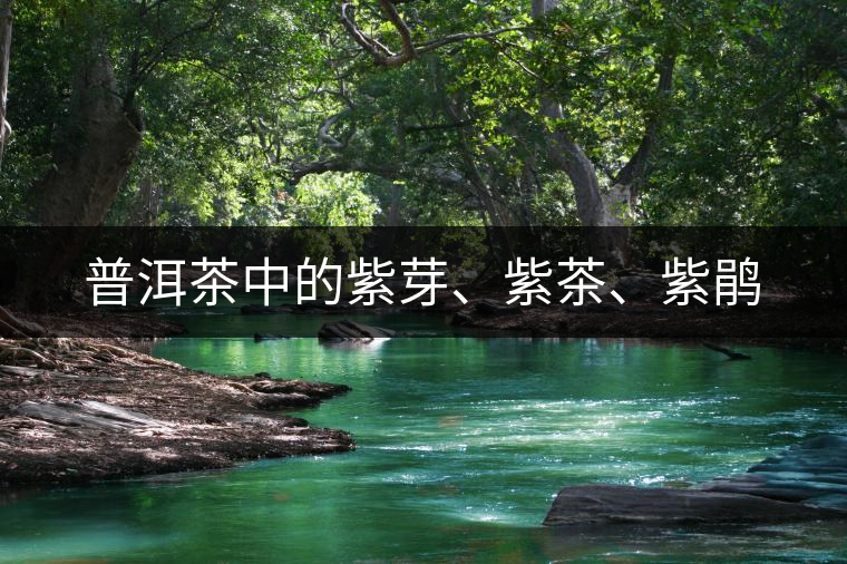 普洱茶中的紫芽、紫茶、紫鵑