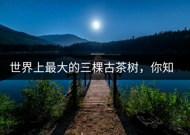 世界上最大的三棵古茶樹，你知道嗎？