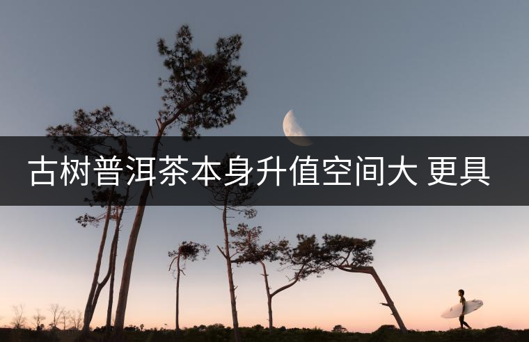 古樹普洱茶本身升值空間大 更具備投資價值 古樹普洱茶本身升值空間大 更具備投資價值