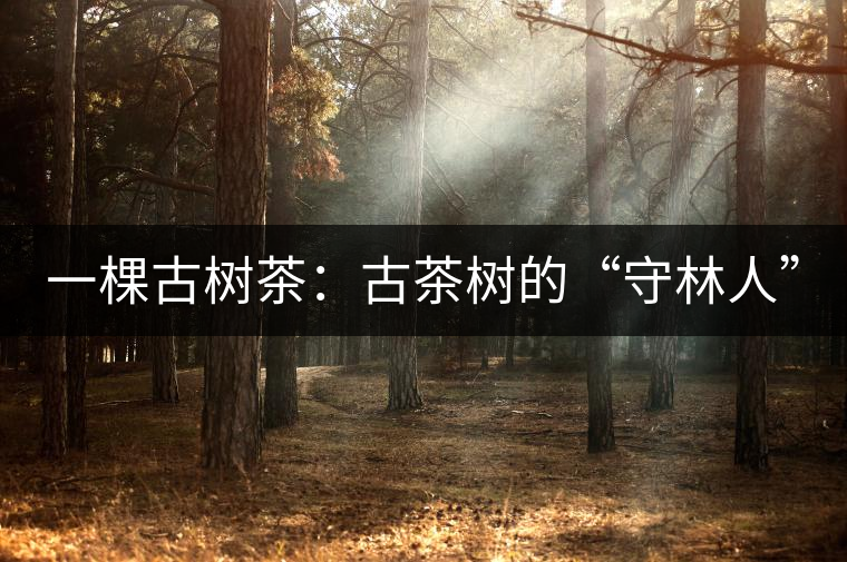 一棵古樹(shù)茶：古茶樹(shù)的“守林人”
