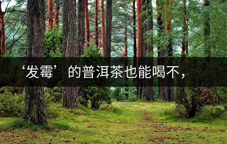 ‘發(fā)霉’的普洱茶也能喝不，看科學(xué)解釋