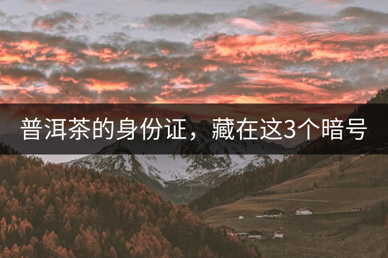 普洱茶的身份證，藏在這3個(gè)暗號(hào)中
