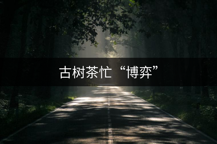 古樹茶忙“博弈” 古樹茶忙“博弈”
