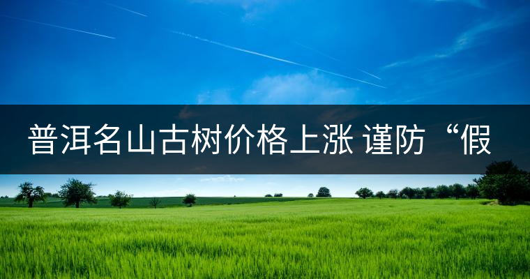 普洱名山古樹價格上漲 謹防“假冒” 普洱名山古樹價格上漲 謹防“假冒”