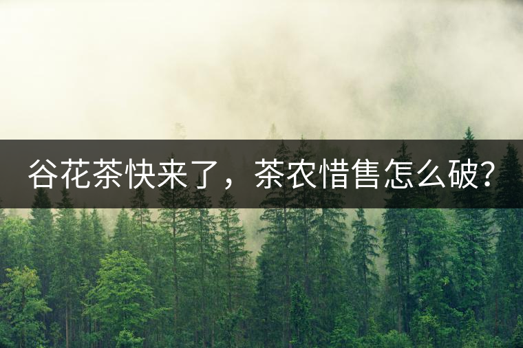 谷花茶快來(lái)了，茶農(nóng)惜售怎么破？