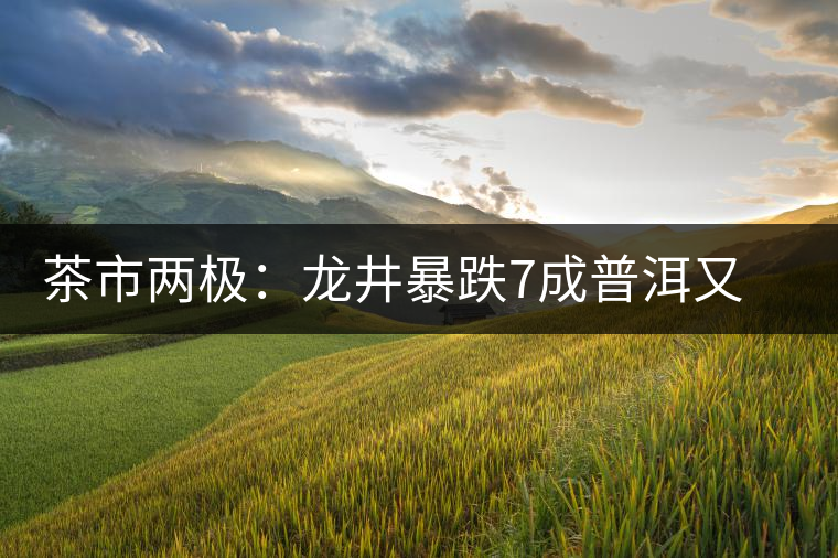 茶市兩極:龍井暴跌7成普洱又起波瀾 茶市兩極:龍井暴跌7成普洱又起波瀾