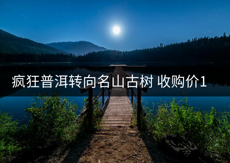 瘋狂普洱轉向名山古樹 收購價1年漲兩三倍 瘋狂普洱轉向名山古樹 收購價1年漲兩三倍