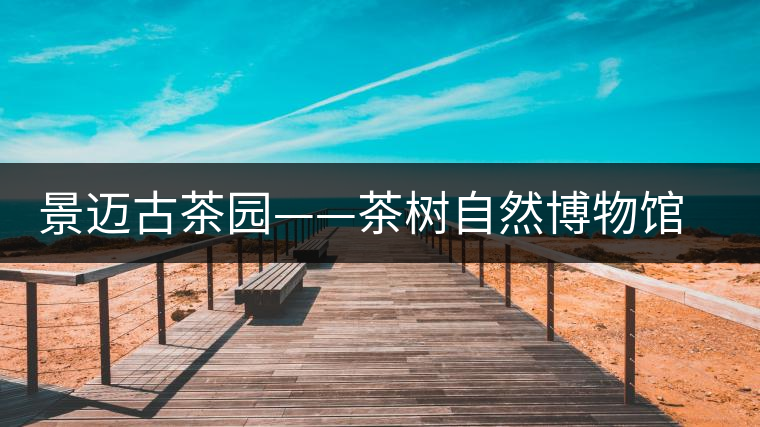 景邁古茶園——茶樹(shù)自然博物館 邁上“申遺路”