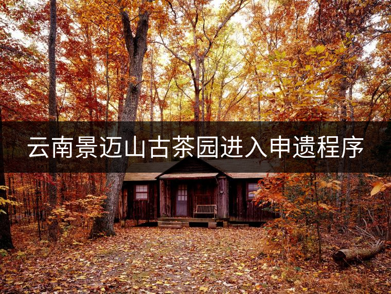 云南景邁山古茶園進入申遺程序 云南景邁山古茶園進入申遺程序