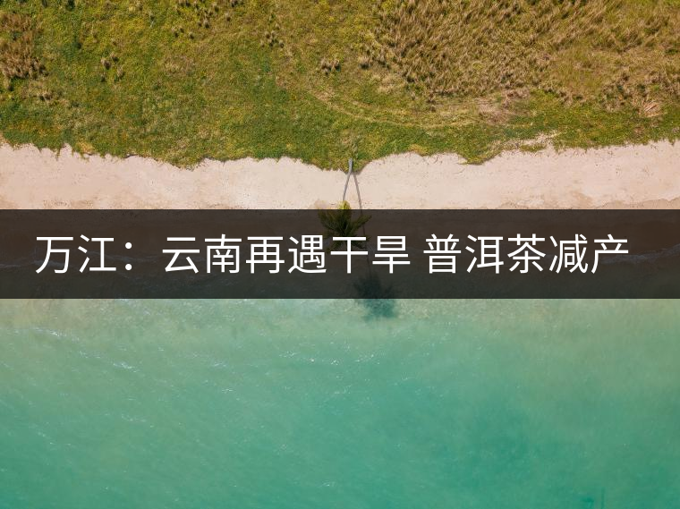 萬江：云南再遇干旱 普洱茶減產(chǎn)漲價
