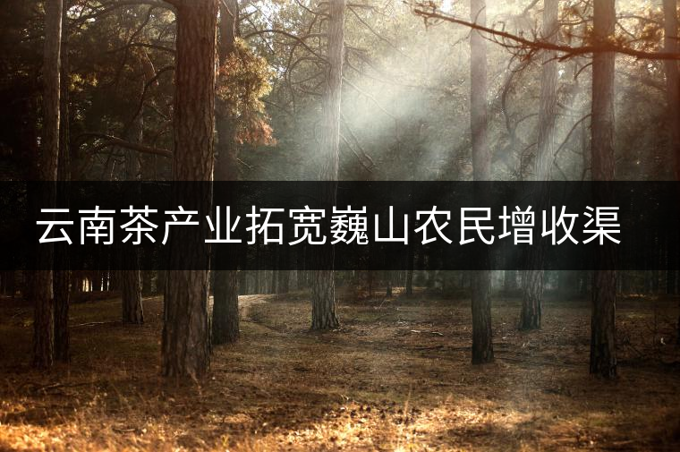 云南茶產(chǎn)業(yè)拓寬巍山農(nóng)民增收渠道 云南茶產(chǎn)業(yè)拓寬巍山農(nóng)民增收渠道