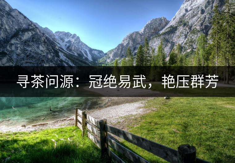 尋茶問源：冠絕易武，艷壓群芳