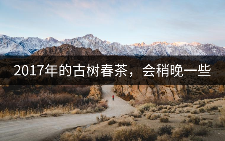 2017年的古樹春茶，會稍晚一些