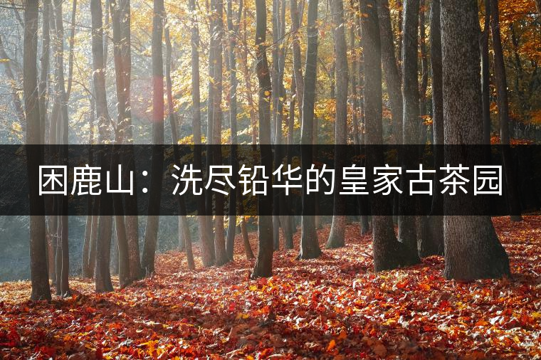 困鹿山:洗盡鉛華的皇家古茶園 困鹿山:洗盡鉛華的皇家古茶園