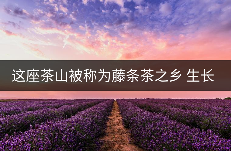 這座茶山被稱為藤條茶之鄉(xiāng) 生長(zhǎng)的茶樹(shù)堪稱天下一絕 其茶樹(shù)形態(tài)之美令人稱奇 這座茶山被稱為藤條茶之鄉(xiāng) 生長(zhǎng)的茶樹(shù)堪稱天下一絕 其茶樹(shù)形態(tài)之美令人稱奇