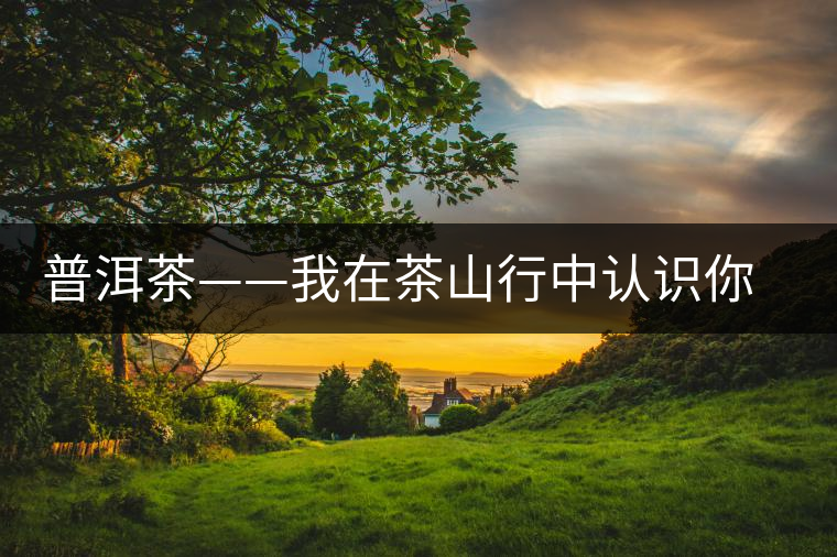 普洱茶——我在茶山行中認識你之景邁