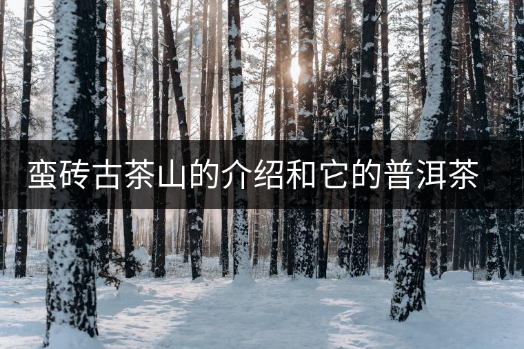 蠻磚古茶山的介紹和它的普洱茶特點(diǎn)