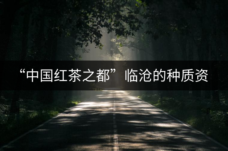 “中國紅茶之都”臨滄的種質(zhì)資源底蘊 “中國紅茶之都”臨滄的種質(zhì)資源底蘊