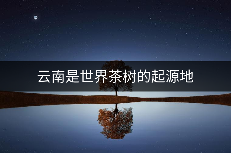 云南是世界茶樹的起源地 云南是世界茶樹的起源地
