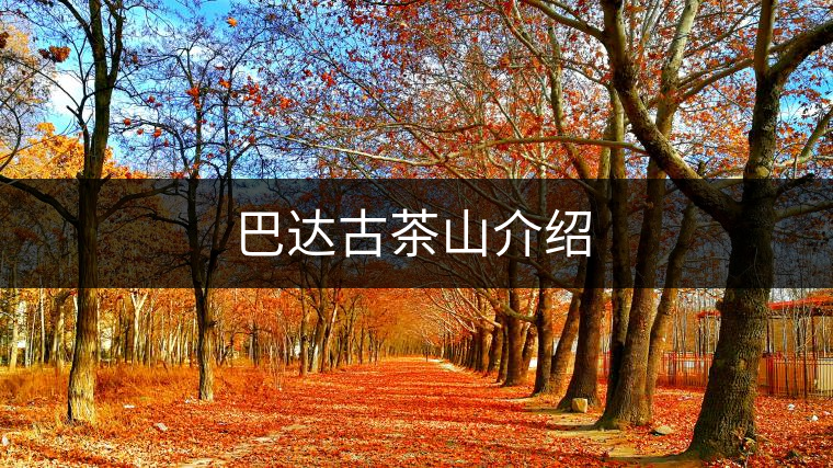 巴達(dá)古茶山介紹 巴達(dá)古茶山介紹
