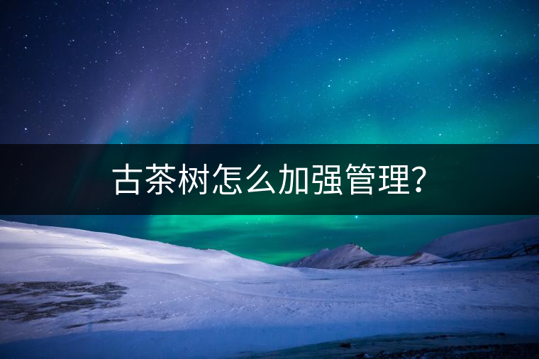 古茶樹怎么加強管理？