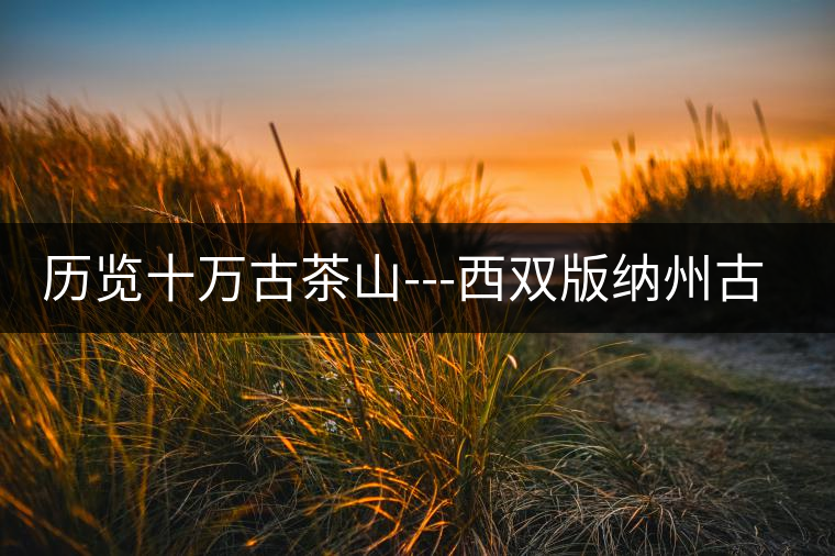 歷覽十萬(wàn)古茶山---西雙版納州古茶樹古茶園（下）