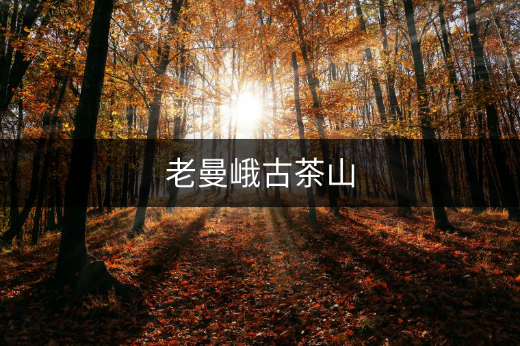 老曼峨古茶山 老曼峨古茶山