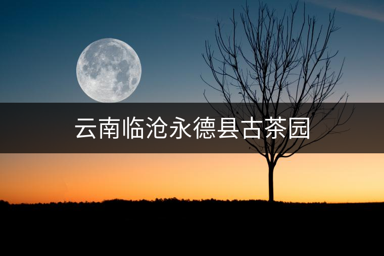 云南臨滄永德縣古茶園 云南臨滄永德縣古茶園