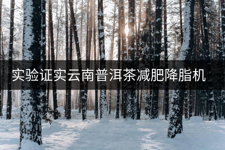 實(shí)驗(yàn)證實(shí)云南普洱茶減肥降脂機(jī)制