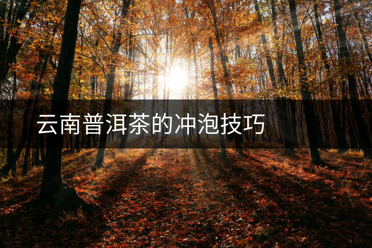云南普洱茶的沖泡技巧 云南普洱茶的沖泡技巧