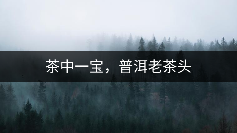 茶中一寶，普洱老茶頭